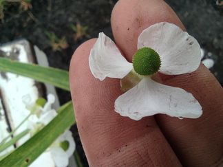 flores herbario